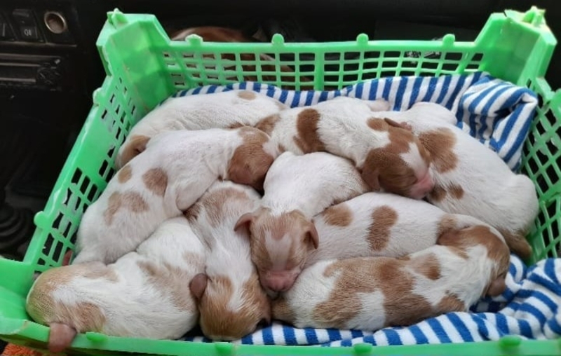 Продаю клубные щенков - Изображение #2, Объявление #1745274