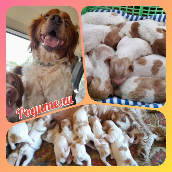 Продаю клубные щенков - Изображение #1, Объявление #1745274