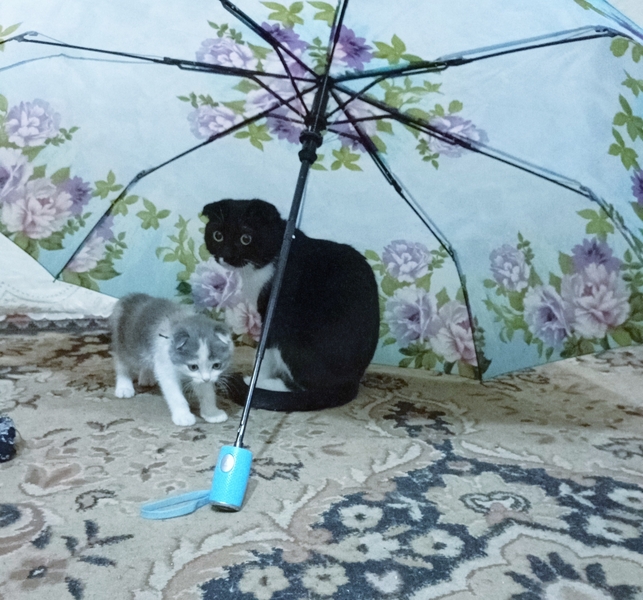 Срочно продаются не дорого котята - Изображение #6, Объявление #1746389