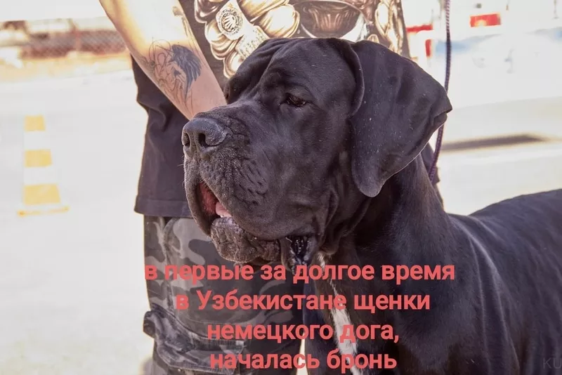 Щенки немецкого дога в продаже, возраст 3 месяца, окрас черный, в Ташкенте.  - Изображение #3, Объявление #1753733